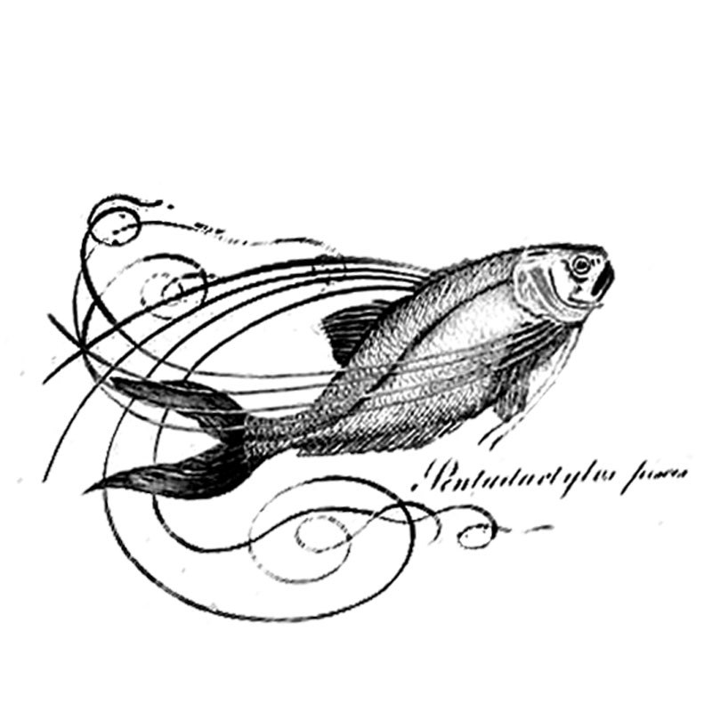 #2332 - Fish - Nature